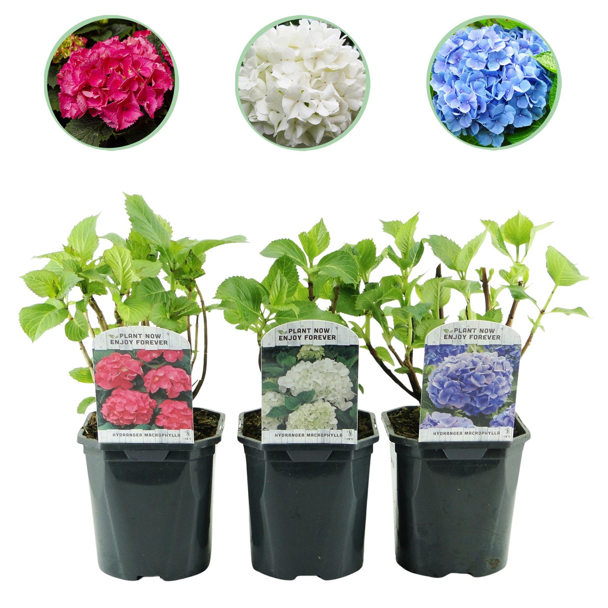 Hydrangea macrophylla Tricolour – Hortensia met roze, witte en blauwe bloemen, geschikt voor tuin, border of terras, bloeit van juni tot september.