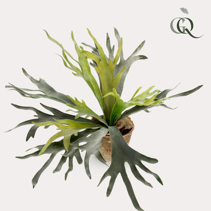Kunstplant Platycerium | Decoratie | Hertshoornvaren