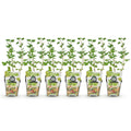 6 x Fruitplanten | Kruisbes | Ribes uva-crispa Hinnonmaki Grun | Winterhard