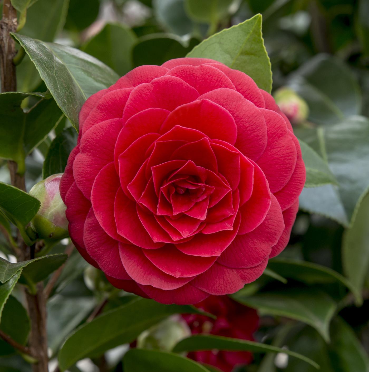 Winterbloeiende camellia met donkerrode bloemen voor schaduwrijke tuin