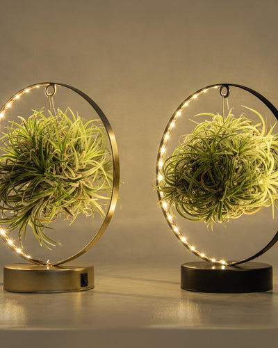 Luchtplanten met LED-standaard voor modern interieur-Ansu Vanda