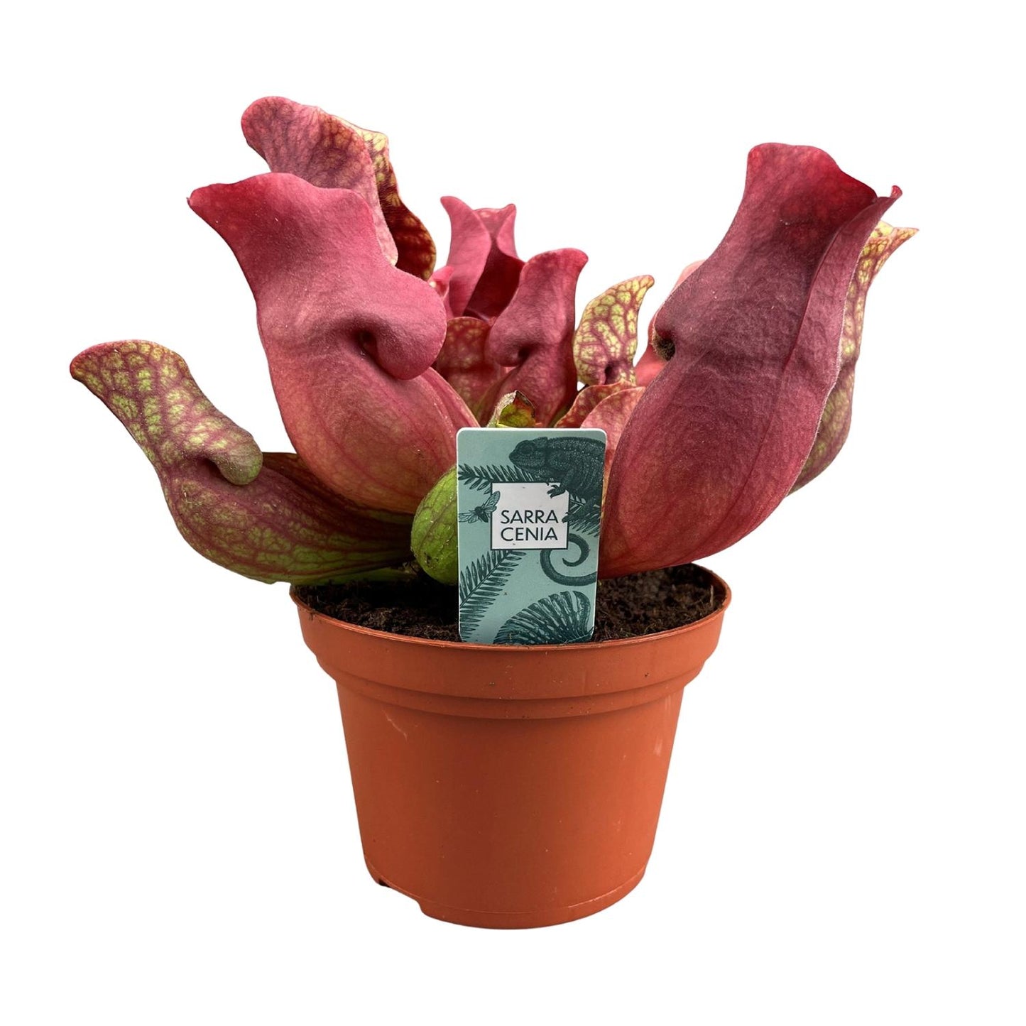 Sarracenia Maroon met kelkvormige bladeren voor binnen