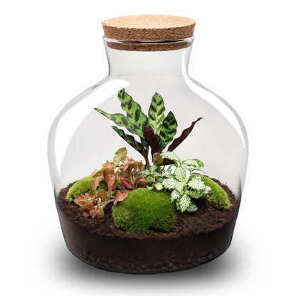 DIY Planten terrarium met licht | Fat Joe Red