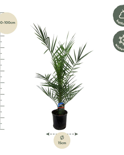 Phoenix Canariensis tropische Canarische dadelpalm