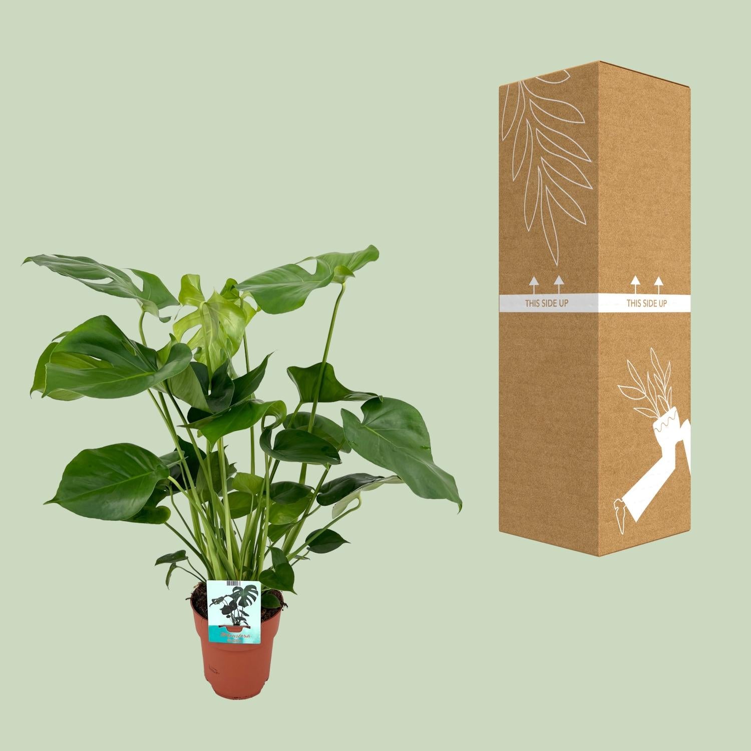 Monstera Deliciosa kamerplant in potmaat Ø19cm, met grote donkergroene bladeren met insnijdingen, tropische plant van 60cm hoog – geschikt voor binnen in huis of op kantoor.