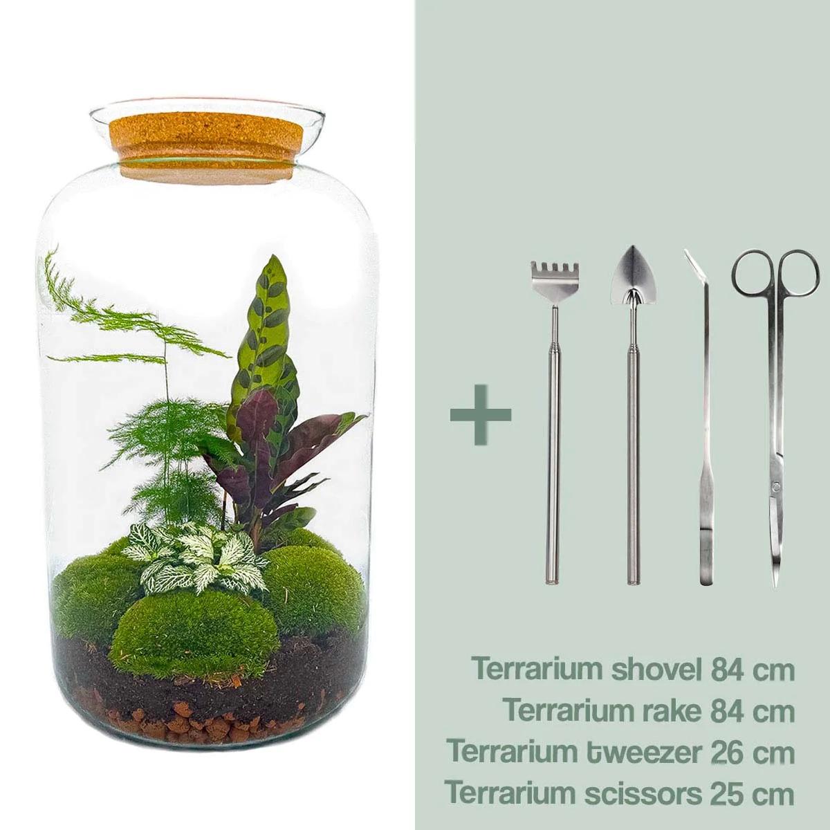 Zelfvoorzienend DIY terrarium met Fittonia, Asparagus en Calathea in glazen pot met kurk, hoogte 43 cm. Nu Kopen. op=op