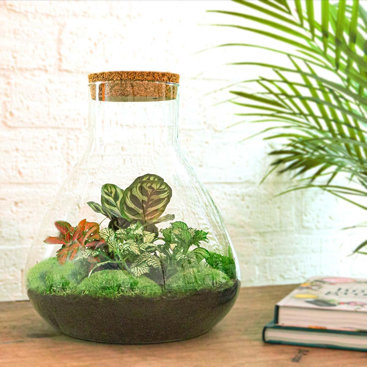 DIY Planten terrarium met licht | Sam XL Red