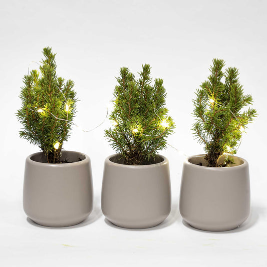 3x Mini Kerstboom Joey | Grijze Pot