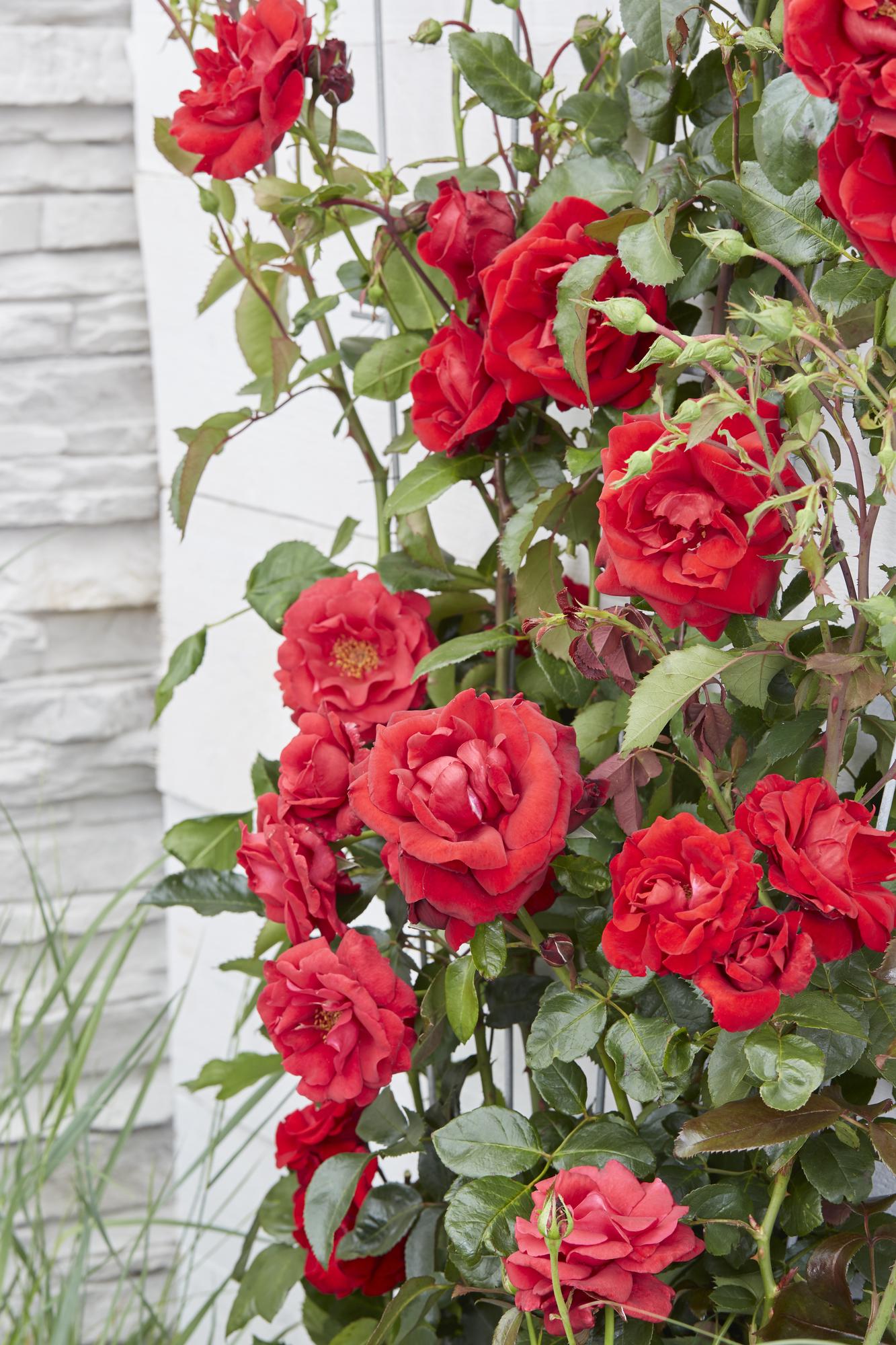 Rosa Crazy in Love ‘Red’ – rode klimroos in pot Ø15cm, hoogte 65cm – volle fluweelrode bloemen met glanzend groen blad.
