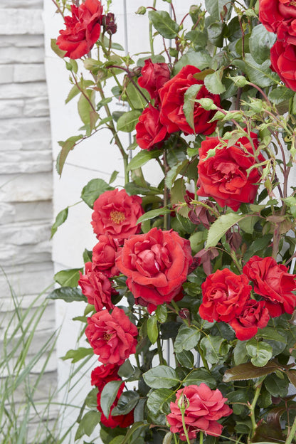 Rosa Crazy in Love ‘Red’ – rode klimroos in pot Ø15cm, hoogte 65cm – volle fluweelrode bloemen met glanzend groen blad.