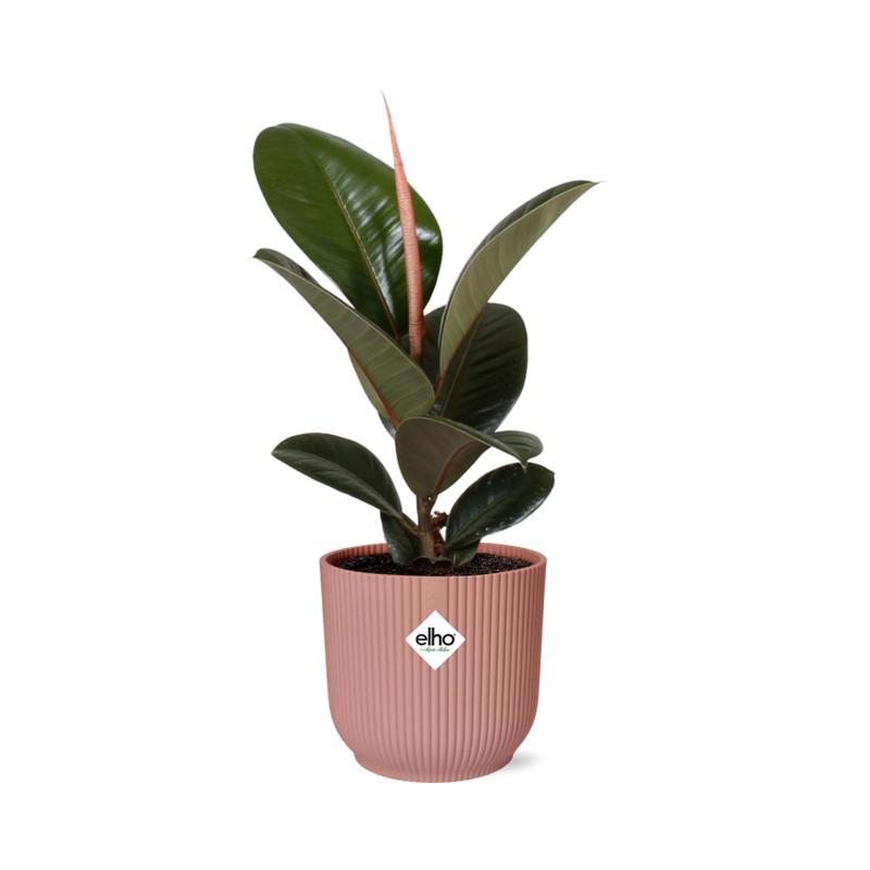Ficus kamerplant in decoratieve pot – Luchtzuiverende groene plant voor binnen