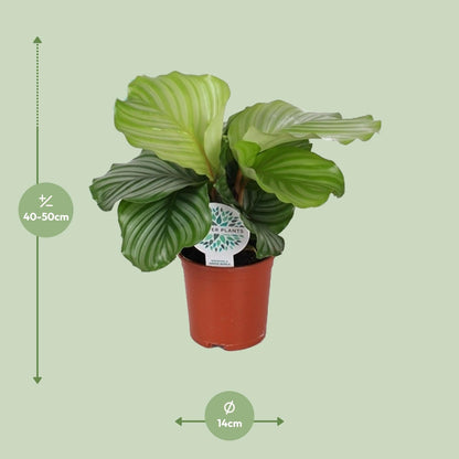 Calathea Orbifolia - Ø14cm - ↕45cm. Pauwenplant.