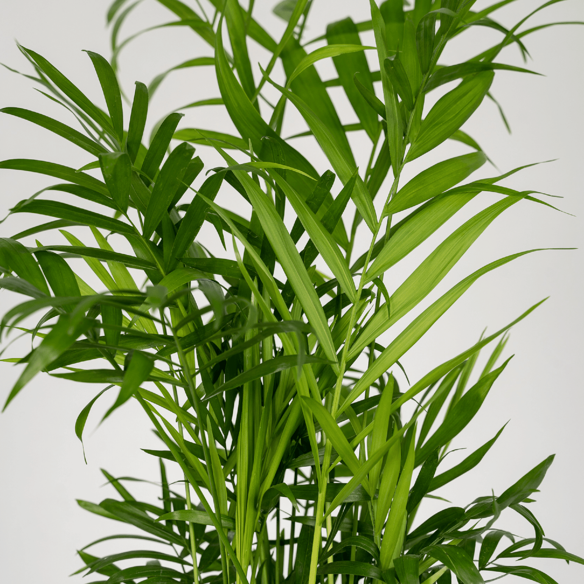 Chamaedorea Elegans (Mexicaanse Bergpalm) – 2 stuks, hoogte 40cm, pot Ø12cm – sierlijke groene bladeren, ideaal voor binnen.