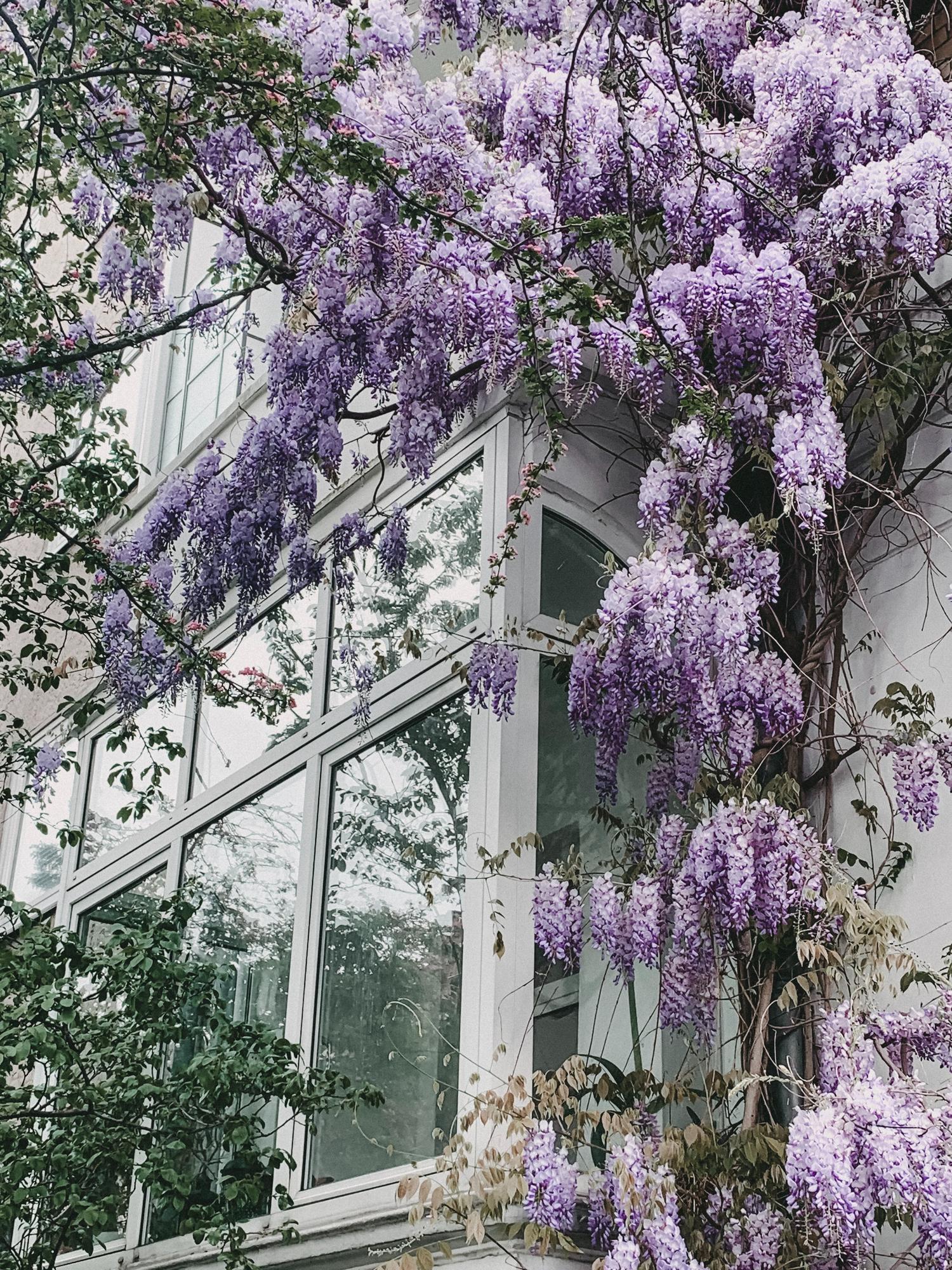 Wisteria floribunda ‘Naga Noda’ klimplant met dubbele donkerpaars-blauwe bloemtrossen, Ø15 cm pot, hoogte 65 cm, bloeit mei-juni