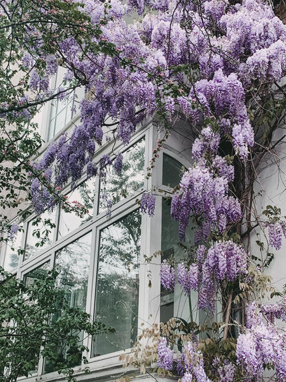 Wisteria floribunda ‘Naga Noda’ klimplant met dubbele donkerpaars-blauwe bloemtrossen, Ø15 cm pot, hoogte 65 cm, bloeit mei-juni