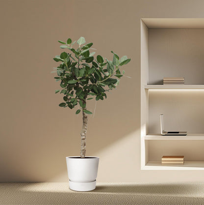 Ficus Benghalensis | Grote kamerplant
