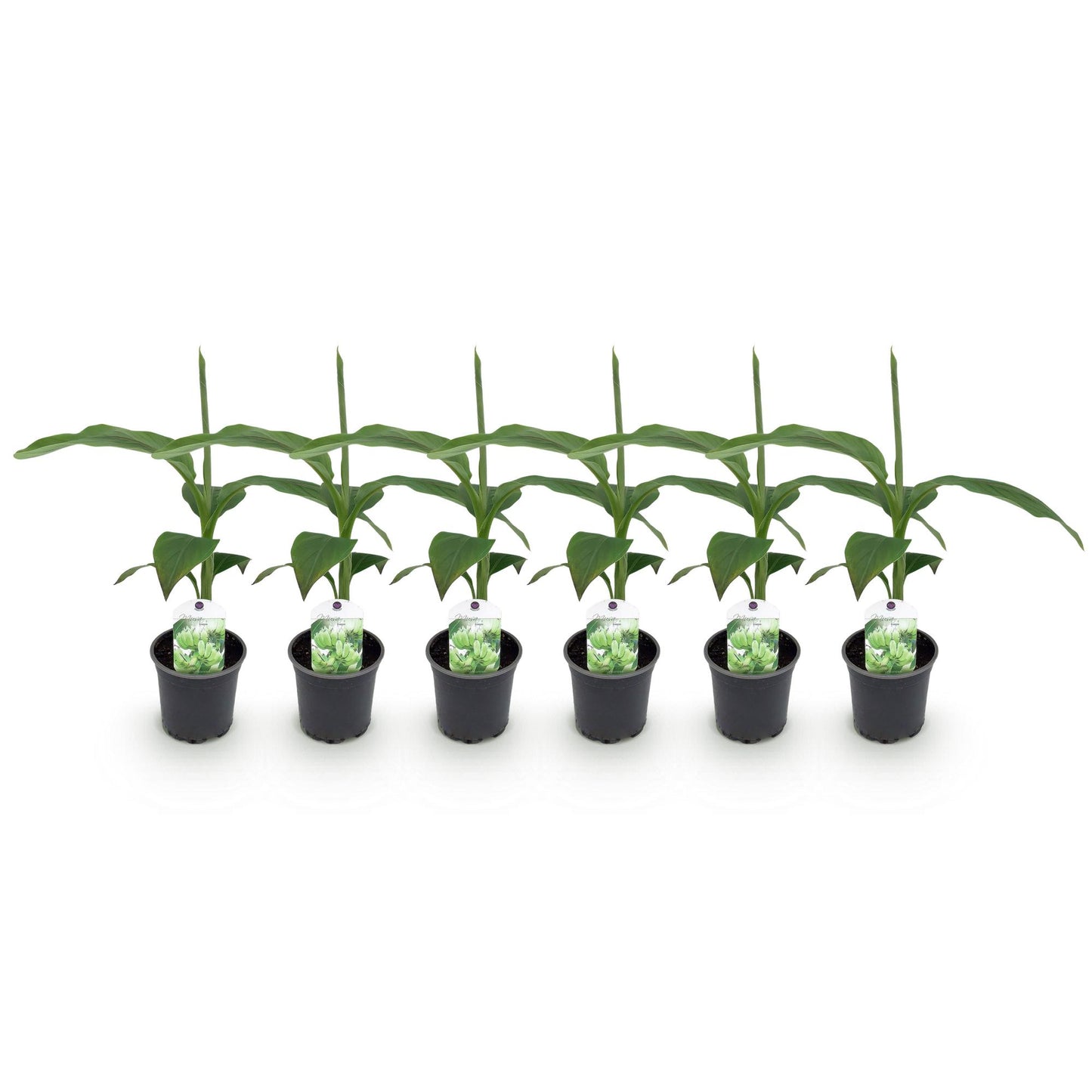 Musa Basjoo bananenplant 6 stuks, winterharde fruitplant met grote groene bladeren voor tuin, border en balkon