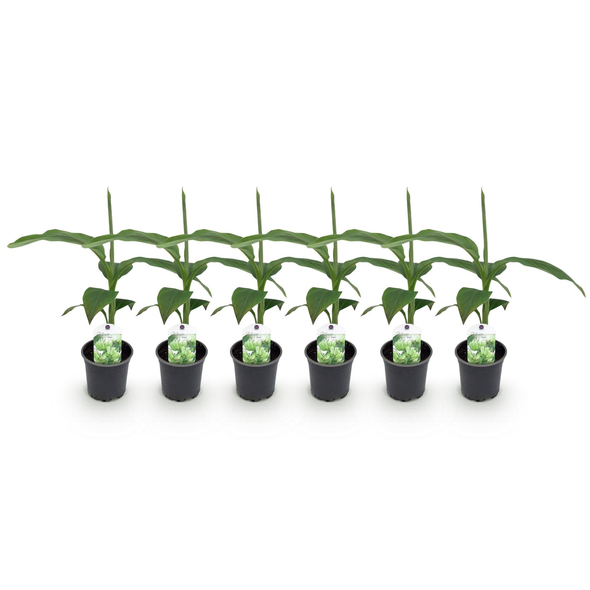 Musa Basjoo bananenplant 6 stuks, winterharde fruitplant met grote groene bladeren voor tuin, border en balkon