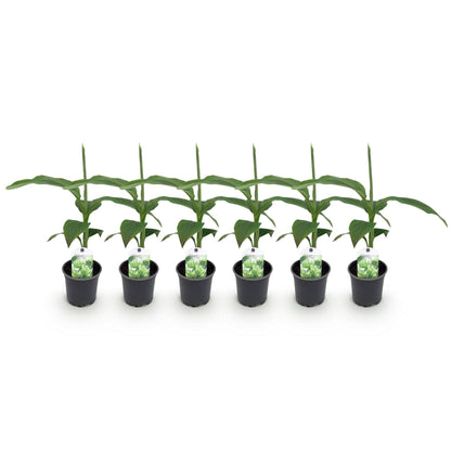 Musa Basjoo bananenplant 6 stuks, winterharde fruitplant met grote groene bladeren voor tuin, border en balkon