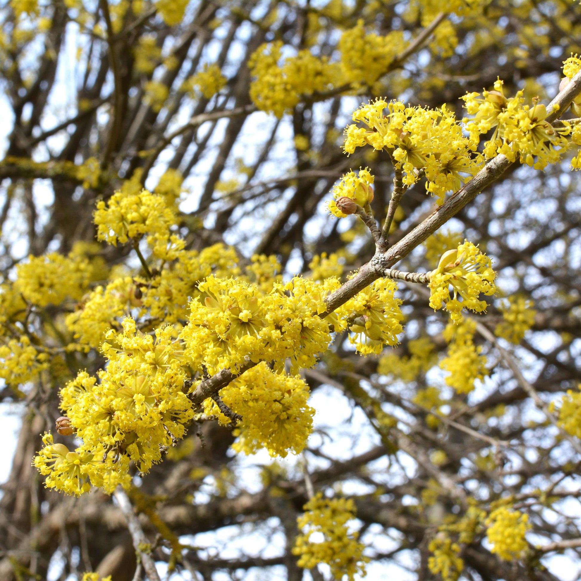 Geelbloeiende Cornus mas heester voor tuin en terras