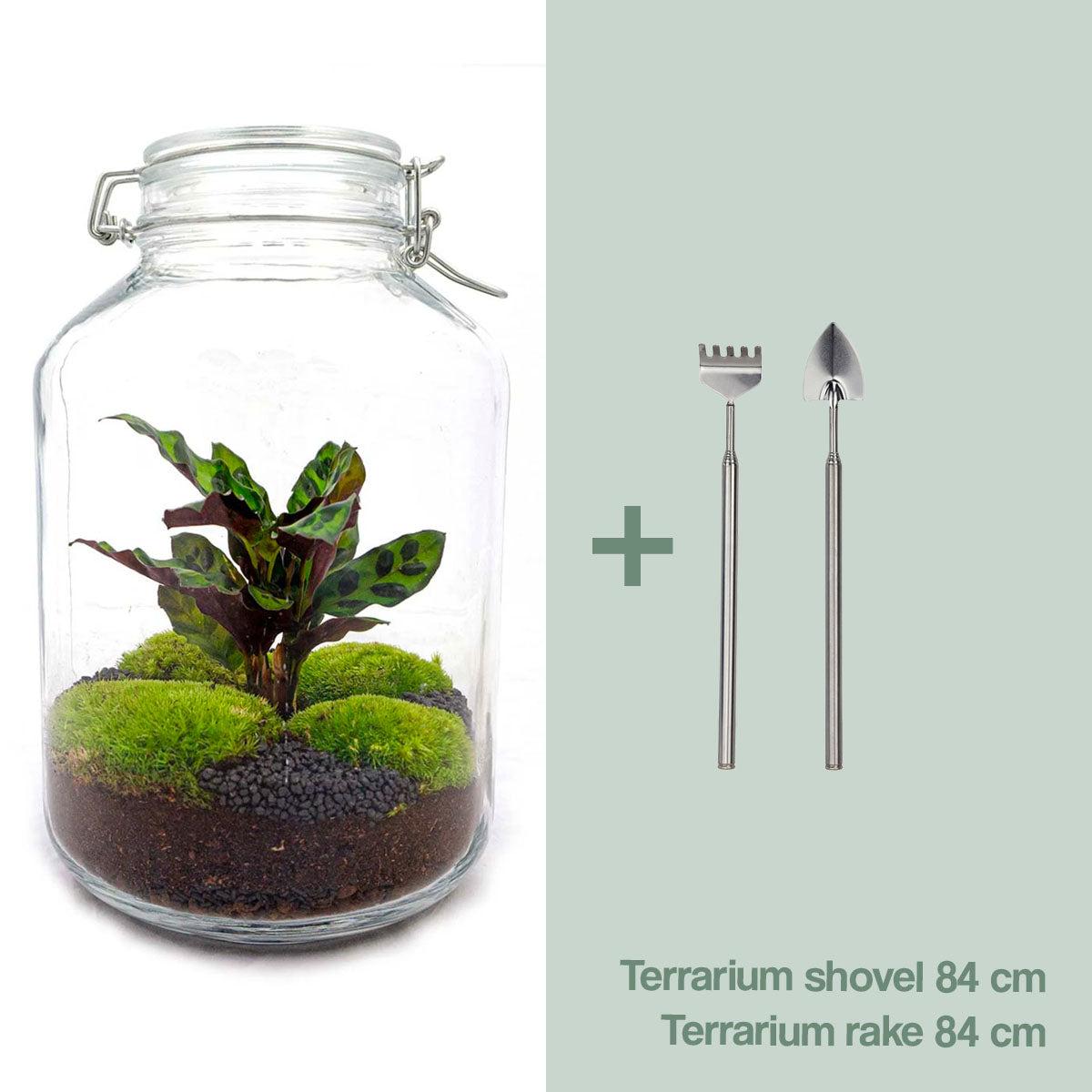 DIY Terrarium Jar Calathea – Do-It-Yourself