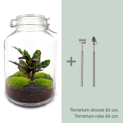 DIY Terrarium Jar Calathea – Do-It-Yourself