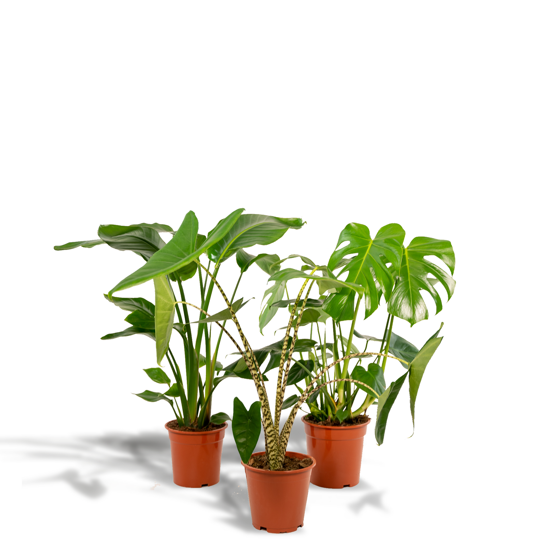"Tropische kamerplantenmix met Monstera Deliciosa, Alocasia Zebrina en Strelitzia Nicolai – in potmaten Ø19-21 cm en hoogte tot 85 cm – vers geleverd met gratis verzending"

