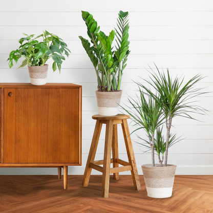 3x Schaduw Plantenbox Mix | Kamerplant | met mand