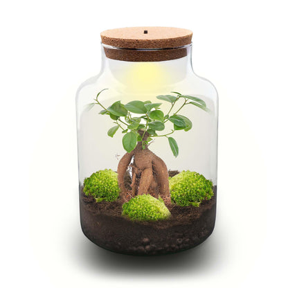 DIY Planten terrarium met licht | Milky Bonsai