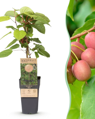 Fruitplant | Actinidia arguta Weiki | Kiwiplant | Bio Fruit