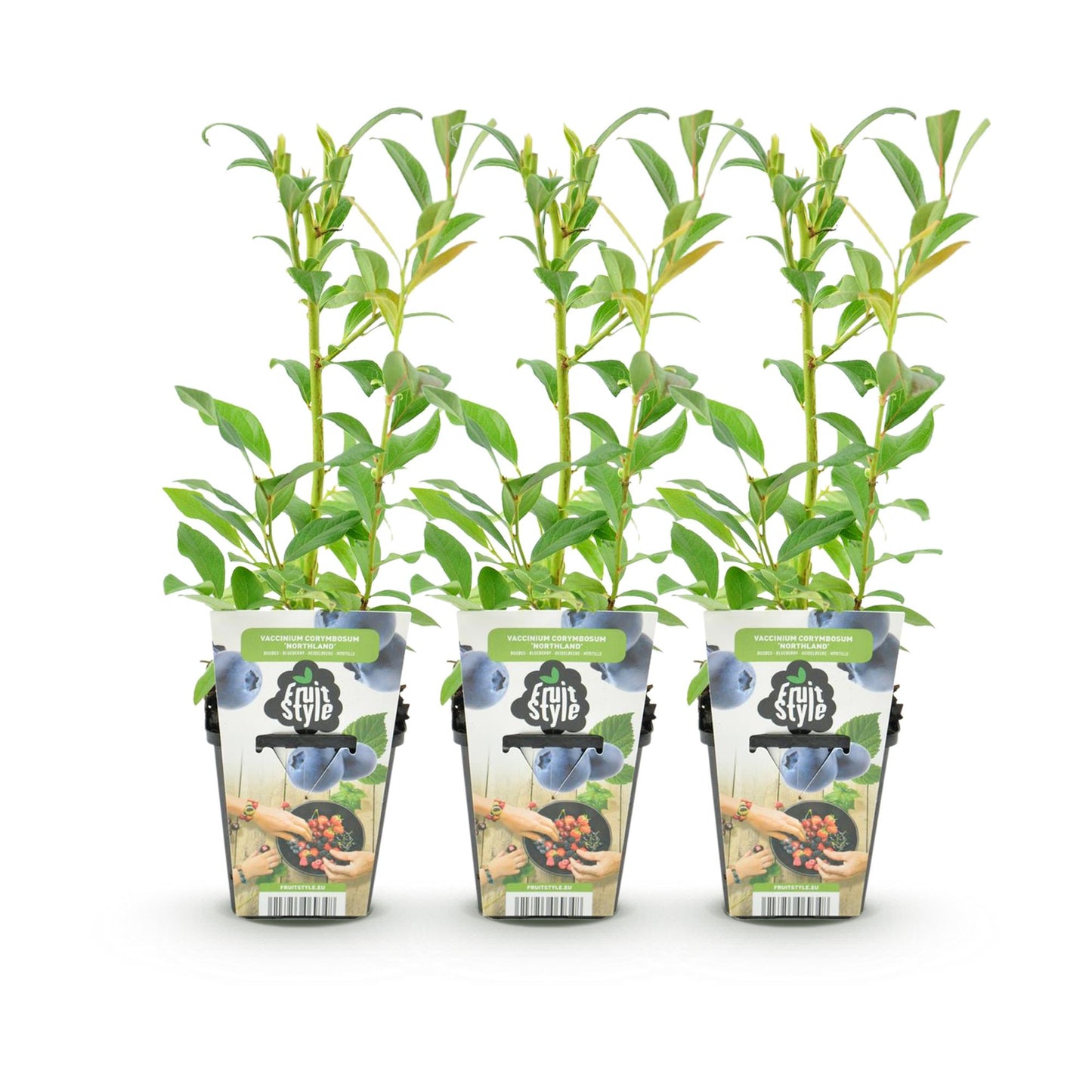 3 x Fruitplanten Blauwe Bes Vaccinium corymbossum Northland | Biofruit