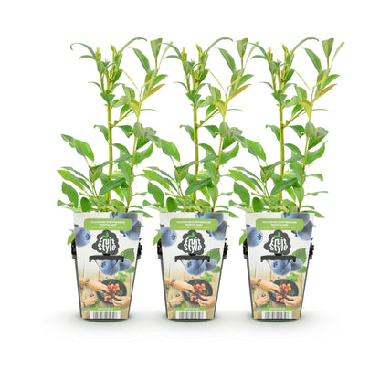 3 x Fruitplanten Blauwe Bes Vaccinium corymbossum Northland | Biofruit