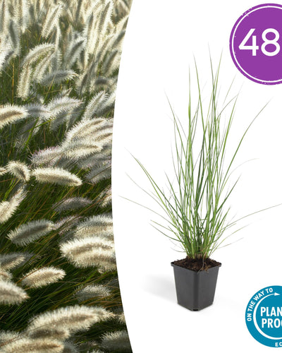 Pennisetum alopecuroides 'Hameln' lampenpoetser siergras met romige pluimen – Ø9 cm, 10–25 cm hoog