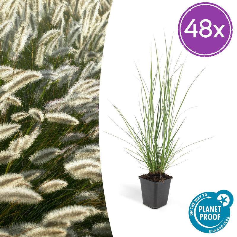 Pennisetum alopecuroides 'Hameln' lampenpoetser siergras met romige pluimen – Ø9 cm, 10–25 cm hoog