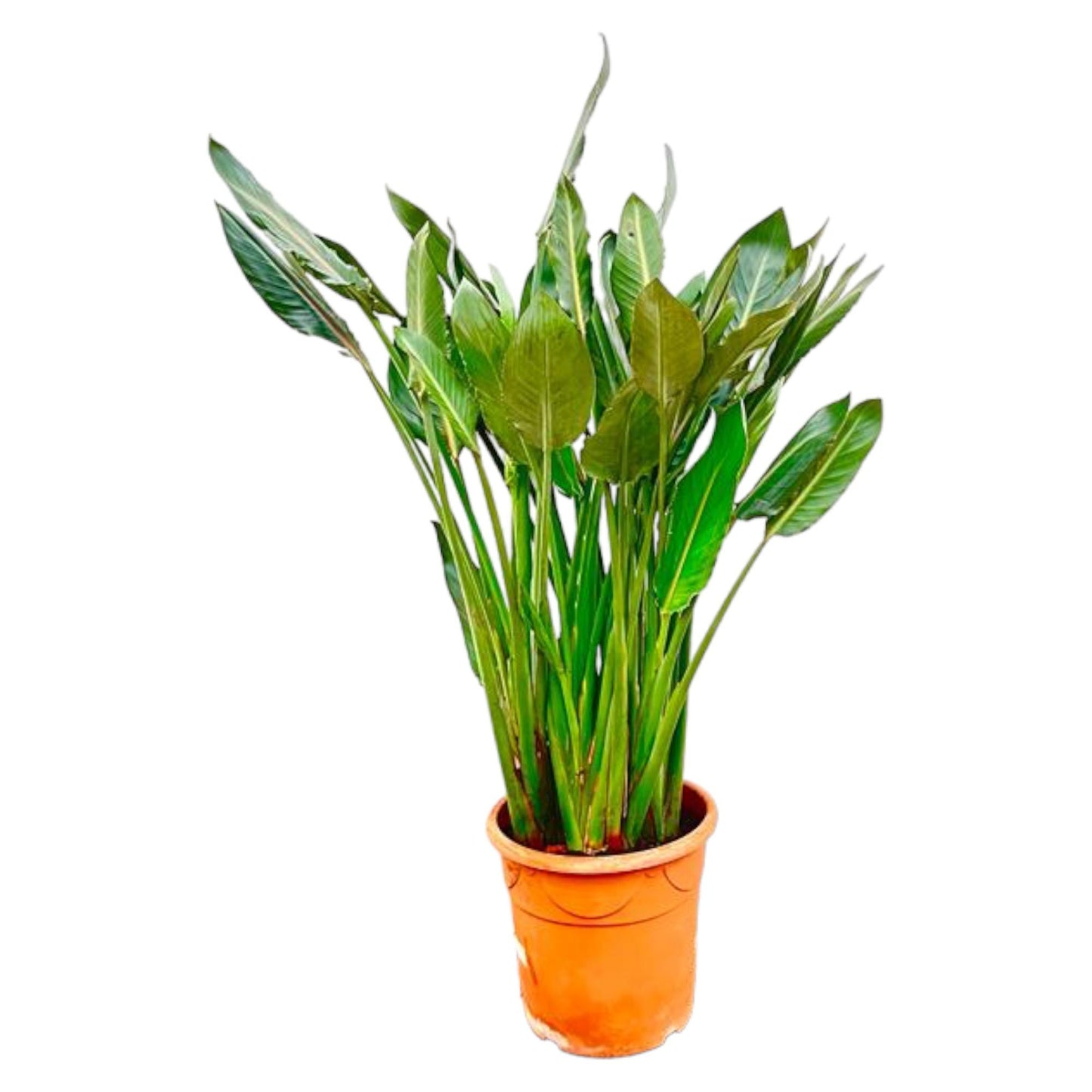 Strelitzia Reginae XL | Mega Kamerplant