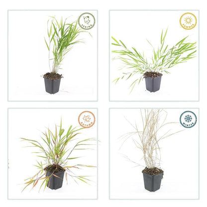 48x Hakonechloa macra | Tuin | Japans Bosgras