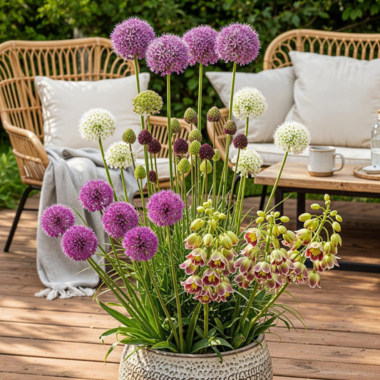 Bulb Garden Mix Allium – 80 bloembollen in diverse kleuren – cadeauverpakking