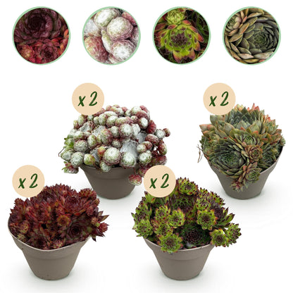 Sempervivum Mix – winterharde bodembedekker met rozetvormige bladeren in groen en purper, 8 planten in pot Ø14 cm, hoogte 17 cm.