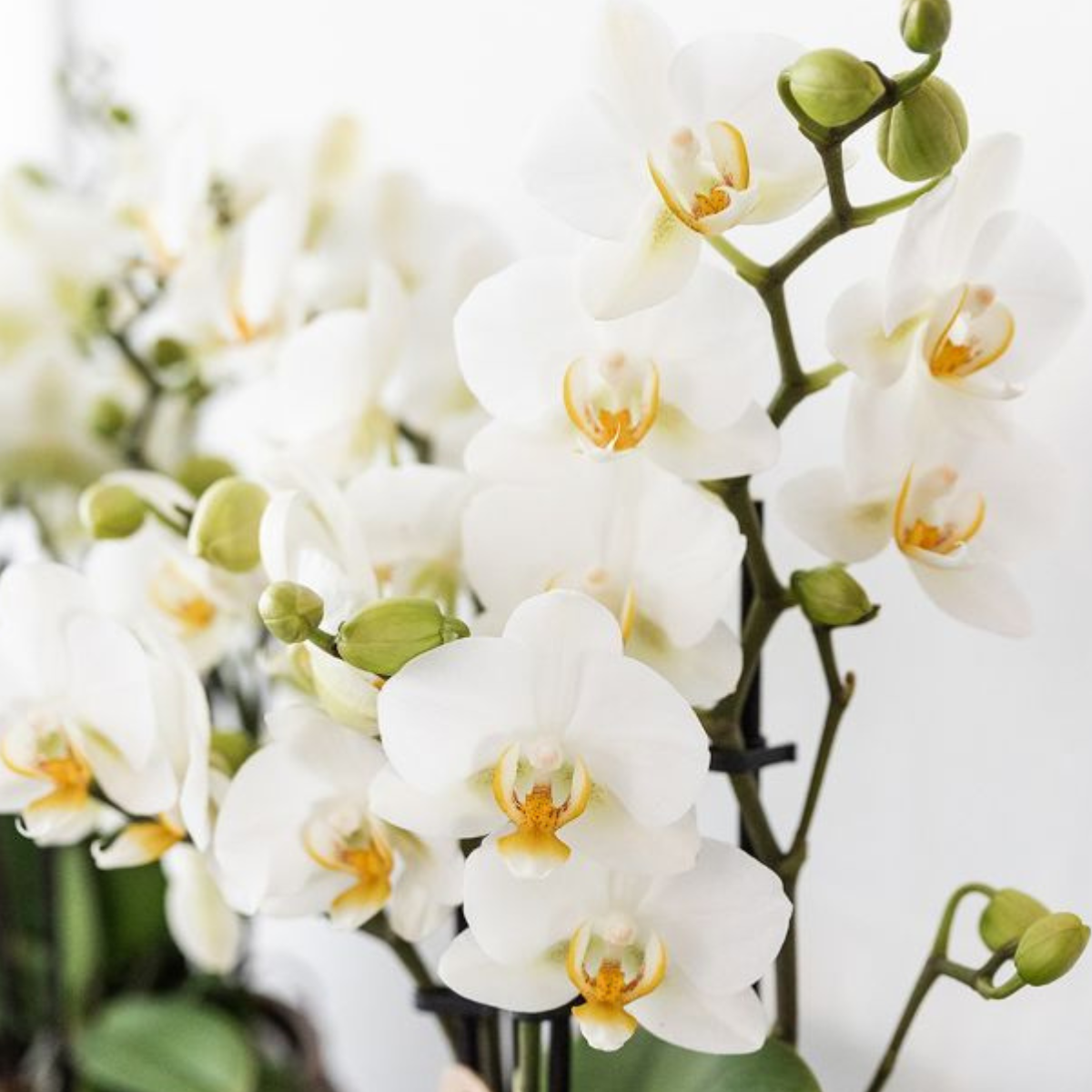 Plantenset Star Fish small | Witte Phalaenopsis Orchidee Lausanne en Succulent incl. keramieken sierpotten op wit organisch dienblad