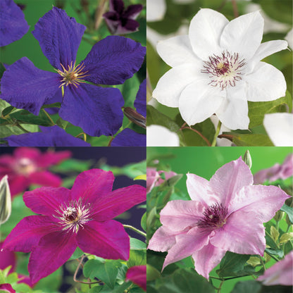 Kleurrijke Clematis Rainbow klimplant met roze, wit, paars en rood