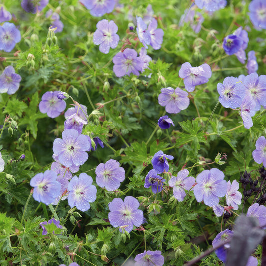Geranium Rozanne | Ooievaarsbek | Bodembedekkende Tuinplant