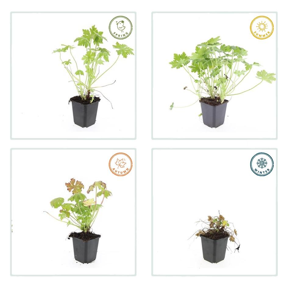 Geranium macrorrhizum – Sterke, winterharde bodembedekker met geurige bladeren en roze voorjaarsbloemen – Ideaal voor borders en schaduwrijke plekken."