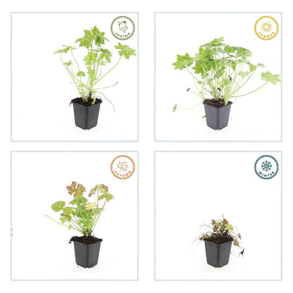 Geranium macrorrhizum – Sterke, winterharde bodembedekker met geurige bladeren en roze voorjaarsbloemen – Ideaal voor borders en schaduwrijke plekken."