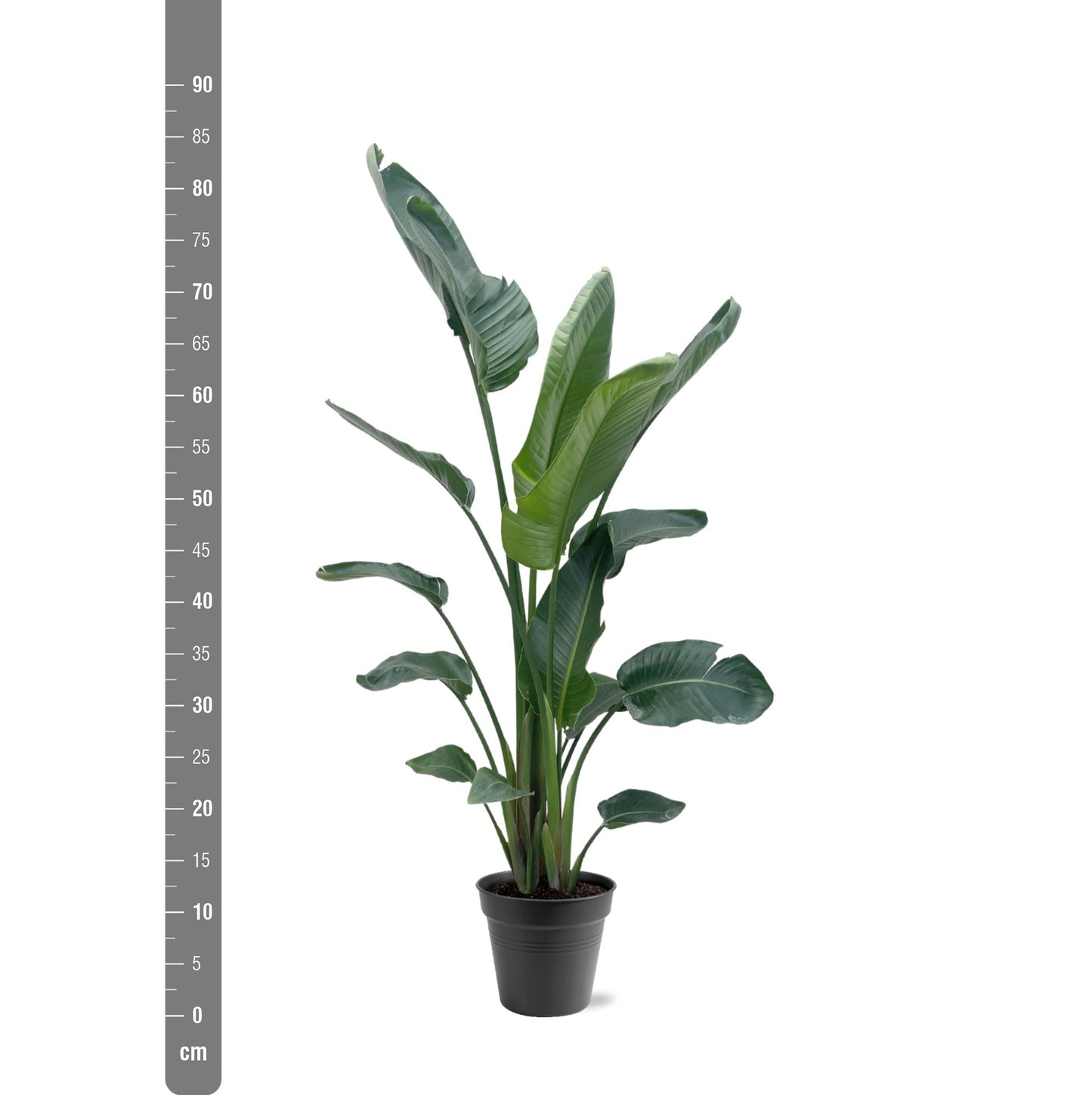 Strelitzia Nicolai XXL | Mega Kamerplant