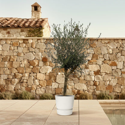 Grote olijfboom met volle kroon voor terras en tuin