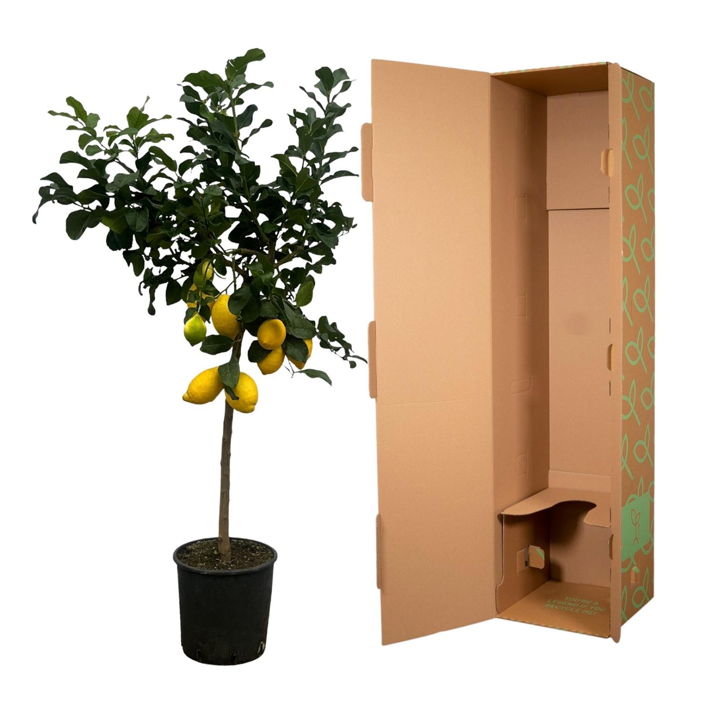 Citrus Lemon (Citroenboom) – Grote Mediterrane Kuipplant