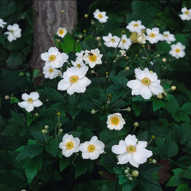 Herfstanemonen zijn sterke planten die snel grote pollen vormen met een dicht bladerdek. Ze bloeien wanneer veel andere planten uitgebloeid zijn.
Anemone 'Honorine Jobert' bloeit op hoge stelen met helderwitte enkelvoudige bloemen, iets roziger aan de achterkant en met lange gele meeldraden.
Het donkergroene blad is gelobd, sterk geribbeld aan de onderzijde en min of meer behaard, zeer donzig als het zich ontvouwt in het voorjaar.
Woekeren met hun ondergrondse wortelstokken maar minder dan de andere herfsta