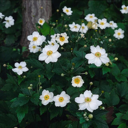 Herfstanemonen zijn sterke planten die snel grote pollen vormen met een dicht bladerdek. Ze bloeien wanneer veel andere planten uitgebloeid zijn.
Anemone 'Honorine Jobert' bloeit op hoge stelen met helderwitte enkelvoudige bloemen, iets roziger aan de achterkant en met lange gele meeldraden.
Het donkergroene blad is gelobd, sterk geribbeld aan de onderzijde en min of meer behaard, zeer donzig als het zich ontvouwt in het voorjaar.
Woekeren met hun ondergrondse wortelstokken maar minder dan de andere herfsta