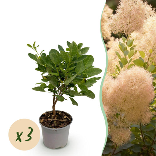 3 x Tuinplant | Cotinus coggyria Young Lady
