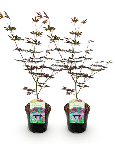 Acer palmatum 'Trompenburg' – Prachtige Japanse esdoorn